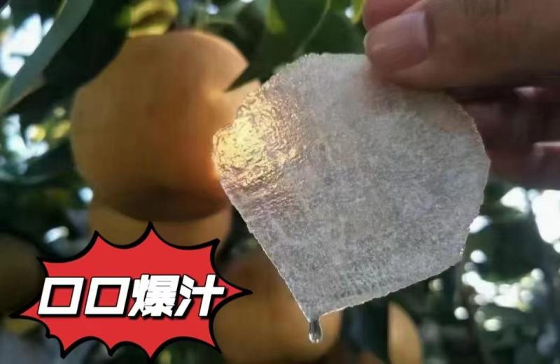 魏村韩黄梨