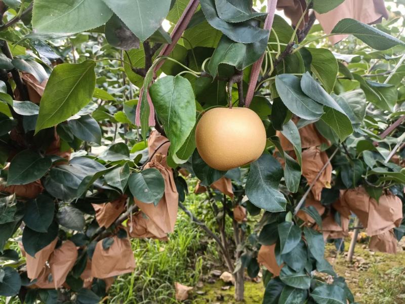 魏村韩黄梨