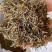 英德红茶金毛毫产地直发品质保证量大从优花欢迎联