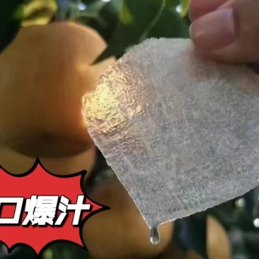 魏村韩黄梨