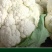 安徽白花菜花花菜，青梗花菜，白面花菜，量大从优，电联采购