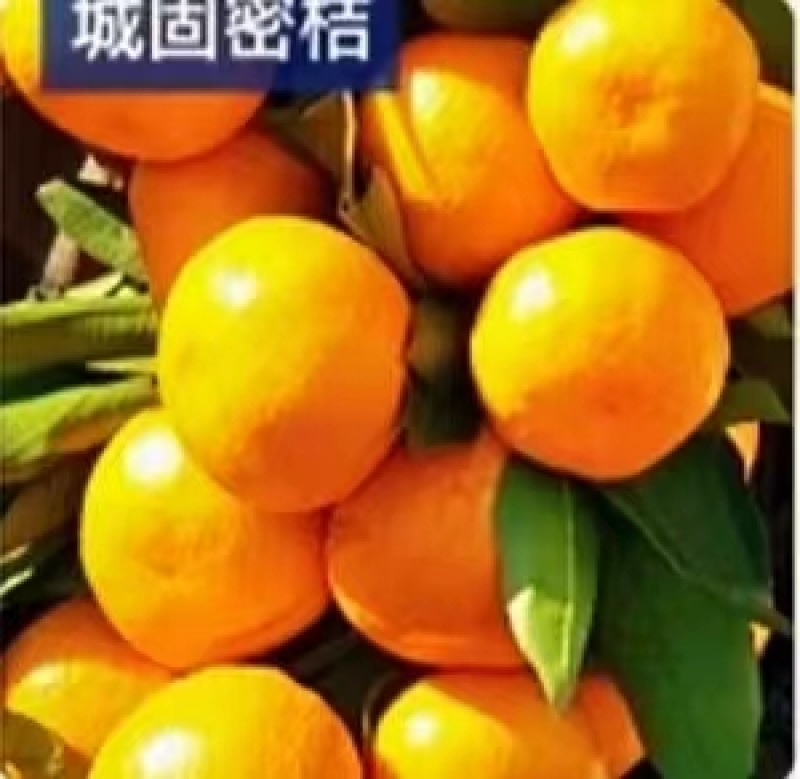 汉中柑桔特早蜜橘）甘甜化渣全国发货果园直供预售
