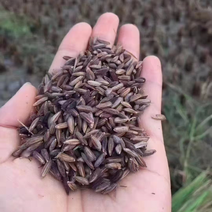 福建紫米农家自种23年新货优质紫糯米粗粮紫米5斤起批包邮
