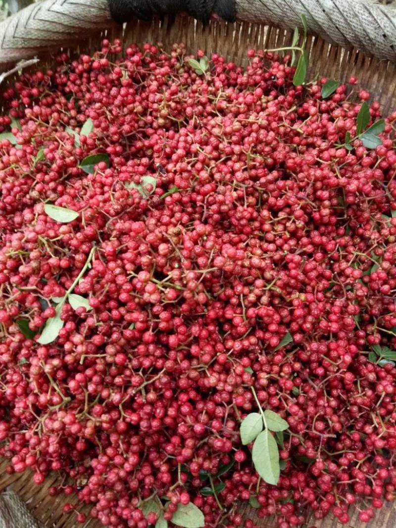 汉源红花椒正路花椒娃娃花椒贡花椒，一级特级全国一斤包邮