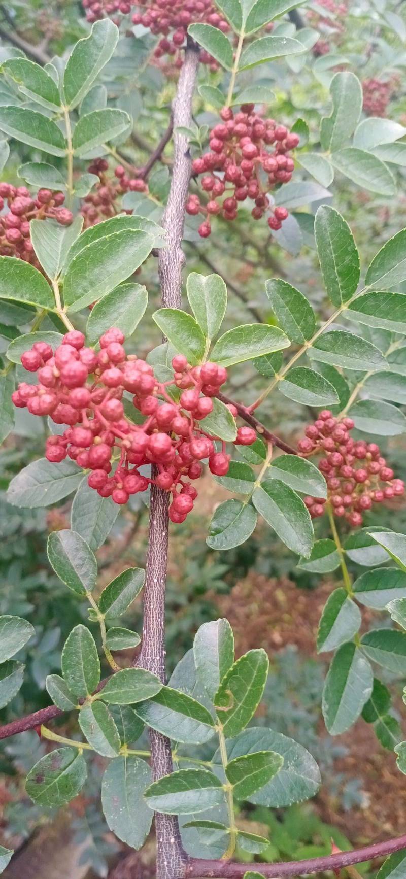 汉源红花椒正路花椒娃娃花椒贡花椒，一级特级全国一斤包邮