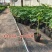 大青红肉水果木瓜苗一年四季开花结果高产矮化木瓜树苗