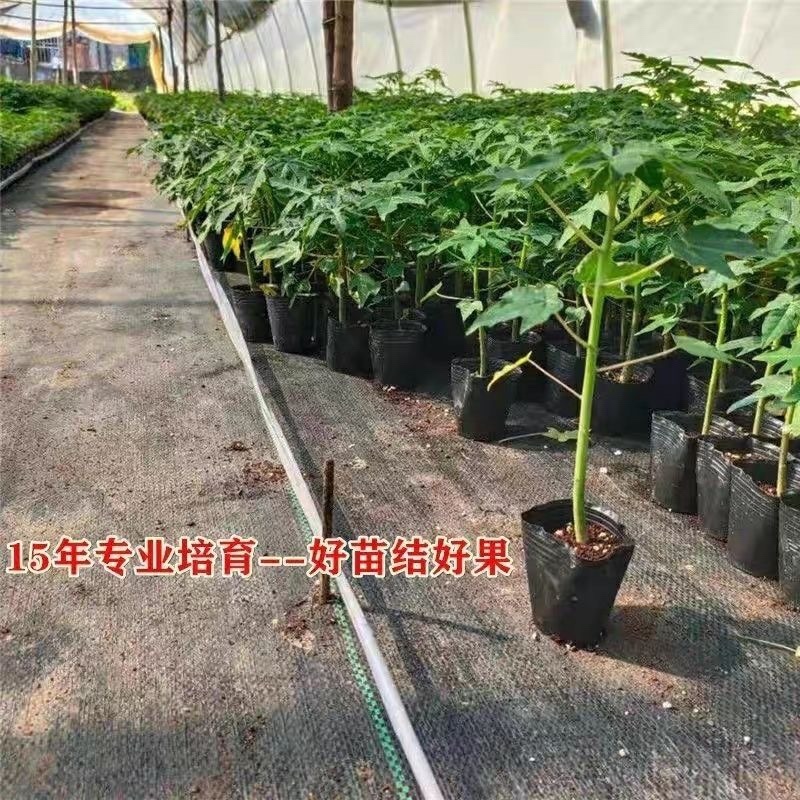 大青红肉水果木瓜苗一年四季开花结果高产矮化木瓜树苗