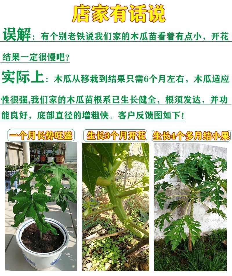 大青红肉水果木瓜苗一年四季开花结果高产矮化木瓜树苗