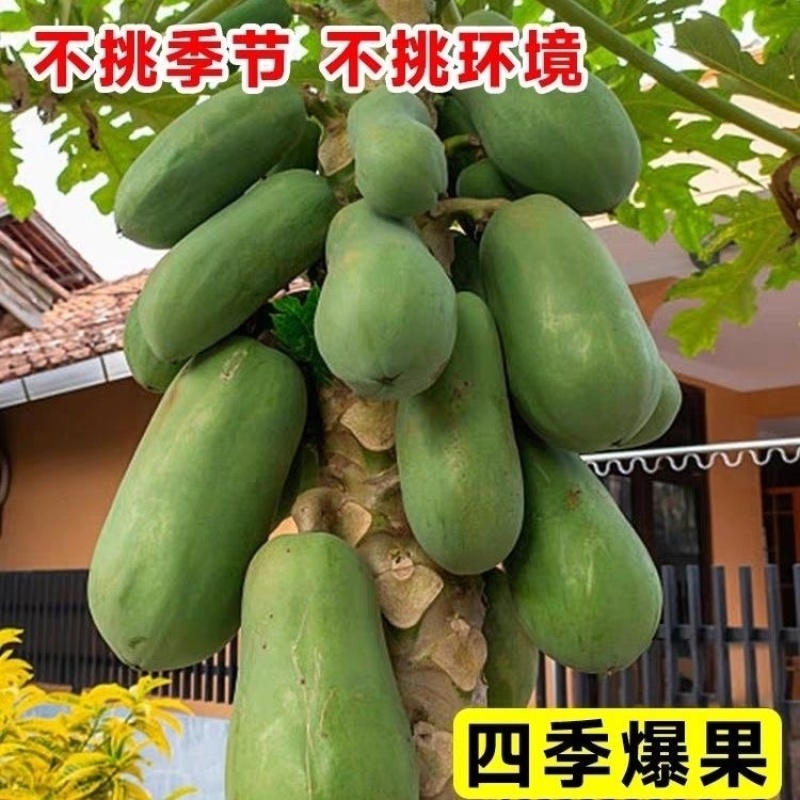 大青红肉水果木瓜苗一年四季开花结果高产矮化木瓜树苗