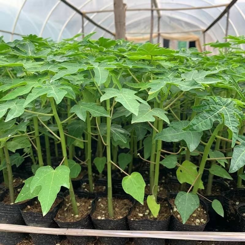 大青红肉水果木瓜苗一年四季开花结果高产矮化木瓜树苗
