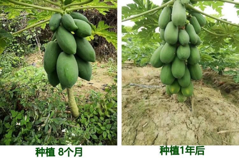 大青红肉水果木瓜苗一年四季开花结果高产矮化木瓜树苗