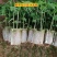 大青红肉水果木瓜苗一年四季开花结果高产矮化木瓜树苗