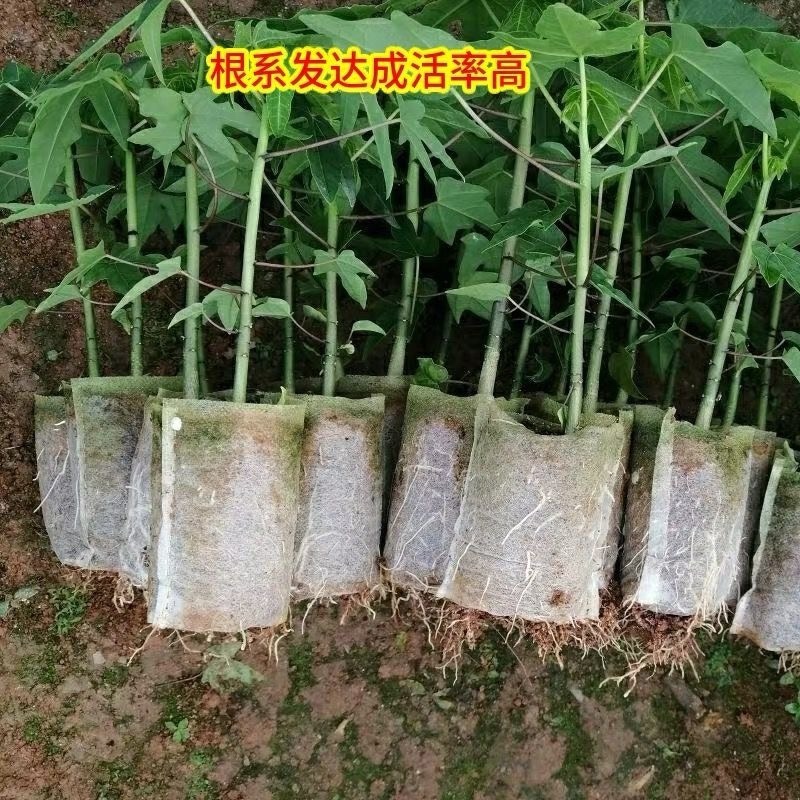 大青红肉水果木瓜苗一年四季开花结果高产矮化木瓜树苗