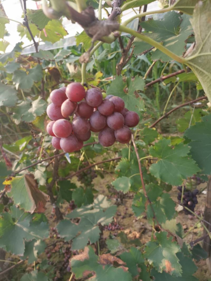 巨峰葡萄，尾期罐头货，果汁货，酸甜口无烂粒，大量大量