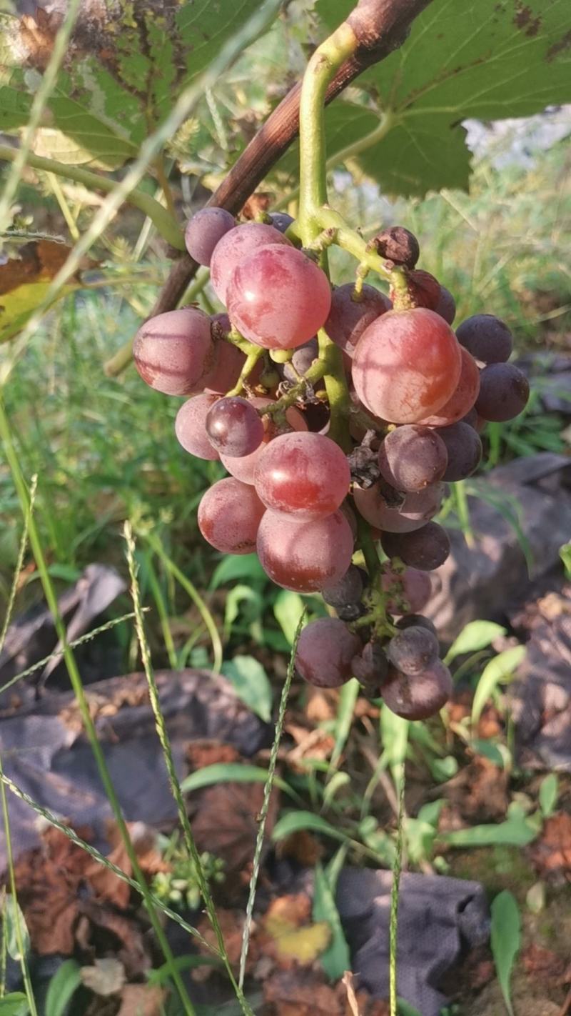 巨峰葡萄，尾期罐头货，果汁货，酸甜口无烂粒，大量大量