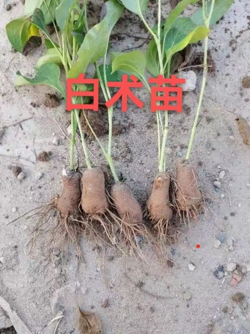 基地直供改良白术苗白术种子白术芽