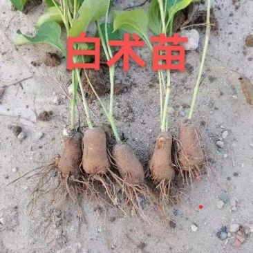 优质白术苗改良白术种子白术籽白术芽