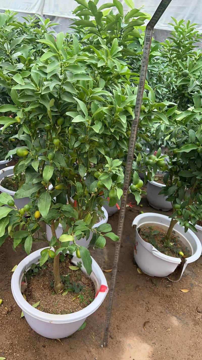 四季金桔盆栽可食用脆皮金桔树苗阳台室内观赏南北方种植带果