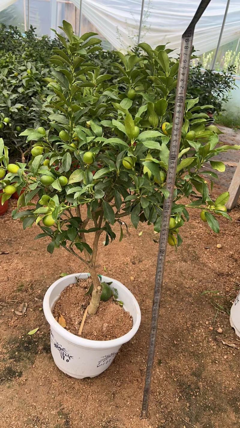 四季金桔盆栽可食用脆皮金桔树苗阳台室内观赏南北方种植带果