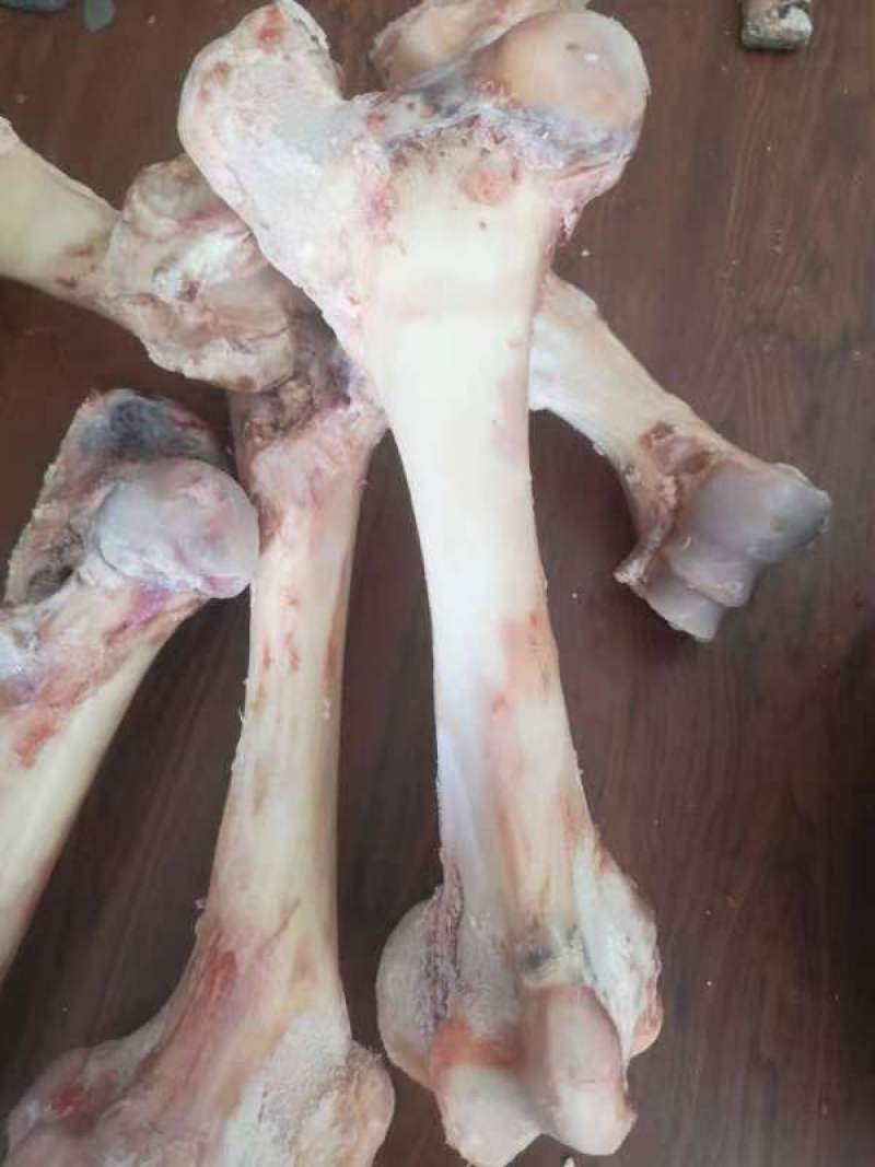 纯圆牛棒骨，骨髓满满，熬汤，锯块烧烤佳品！