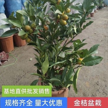 四季金桔盆栽可食用脆皮金桔树苗阳台室内观赏南北方种植带果