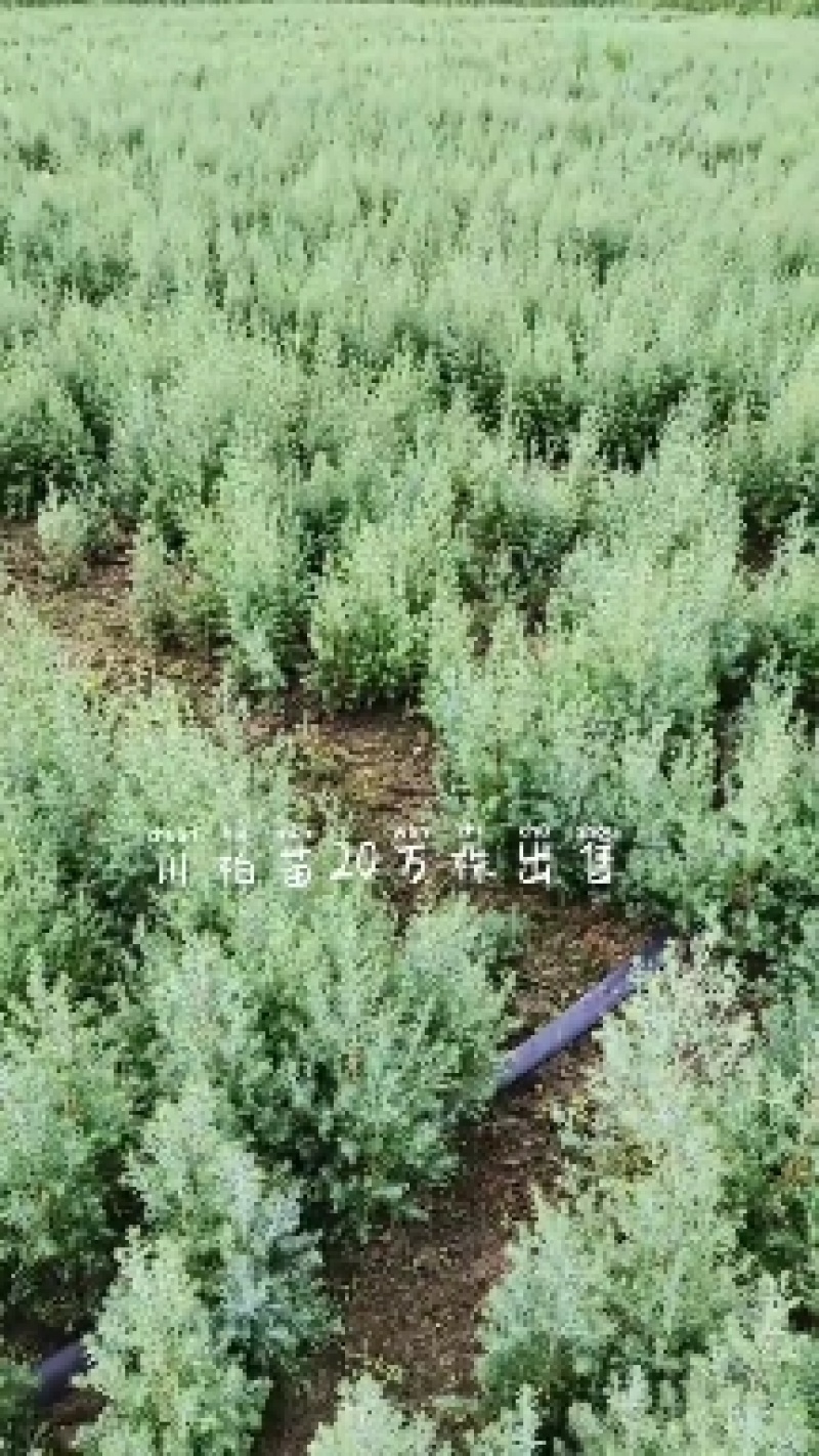 湖北川柏杯苗木纹比较细硬度强存活率高技术指导