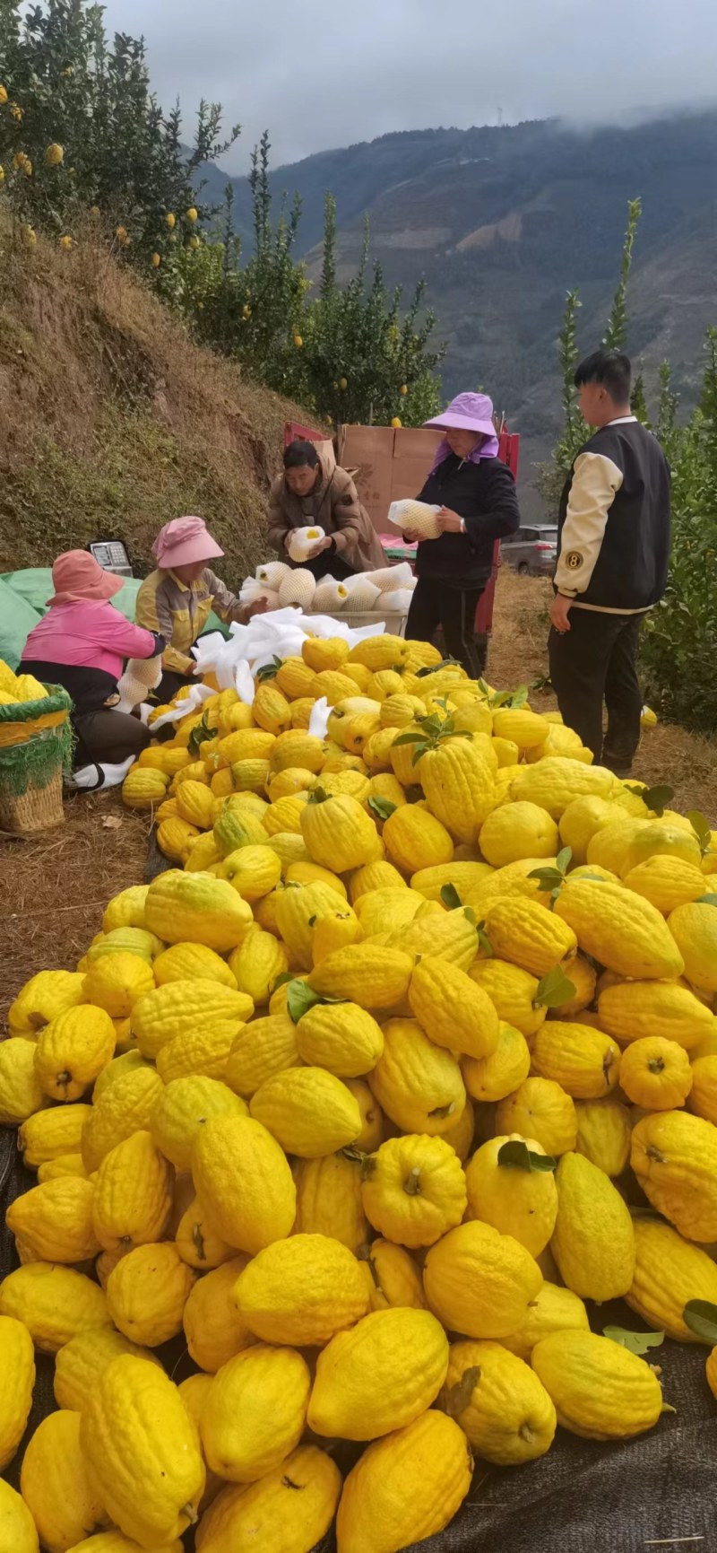 香橼，云南甜脆水果香橼枸橼果农家基地直销，清香怡人。黄果