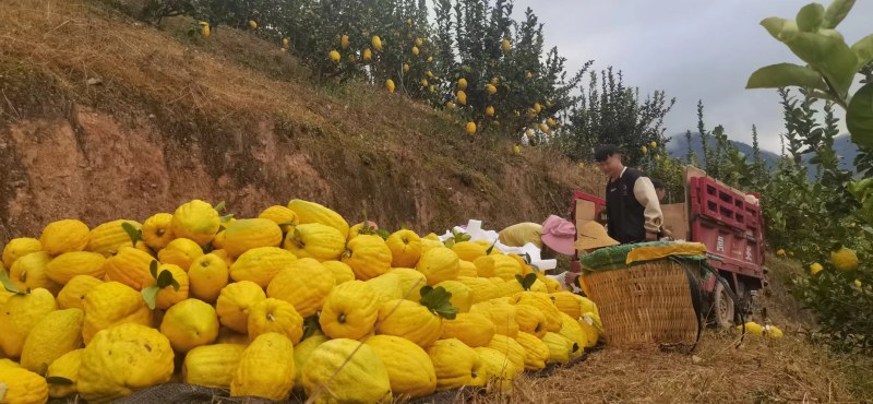 香橼，云南甜脆水果香橼枸橼果农家基地直销，清香怡人。黄果