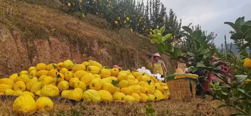 香橼，云南甜脆水果香橼枸橼果农家基地直销，清香怡人。黄果