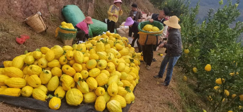 香橼，云南甜脆水果香橼枸橼果农家基地直销，清香怡人。黄果