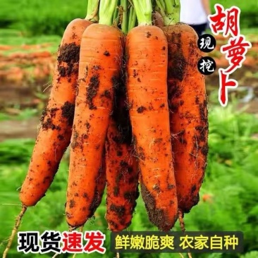 河南胡萝卜水洗胡萝卜三红胡萝卜供应电商市场超市加工厂