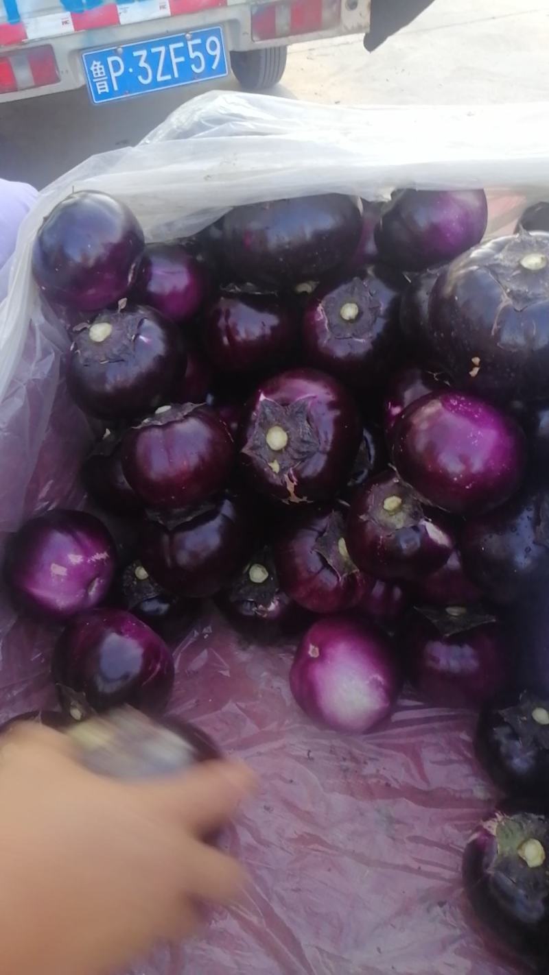 山东聊城东昌府圆茄圆丰七货量大颜色好耐运输承接电商食堂批发