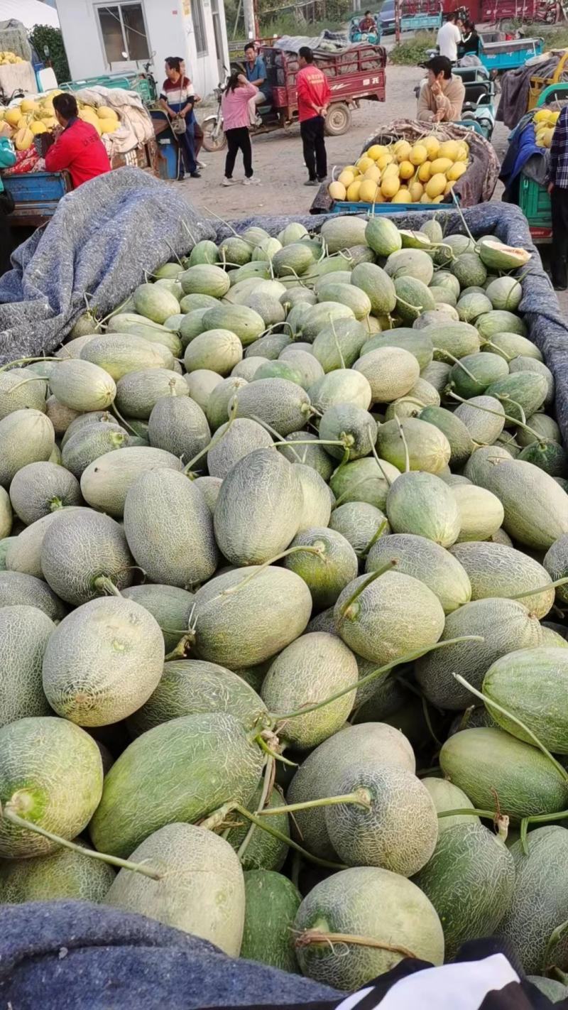 哈密瓜品种齐全，口感脆甜多汁，欢迎各地新老客户前来洽谈合