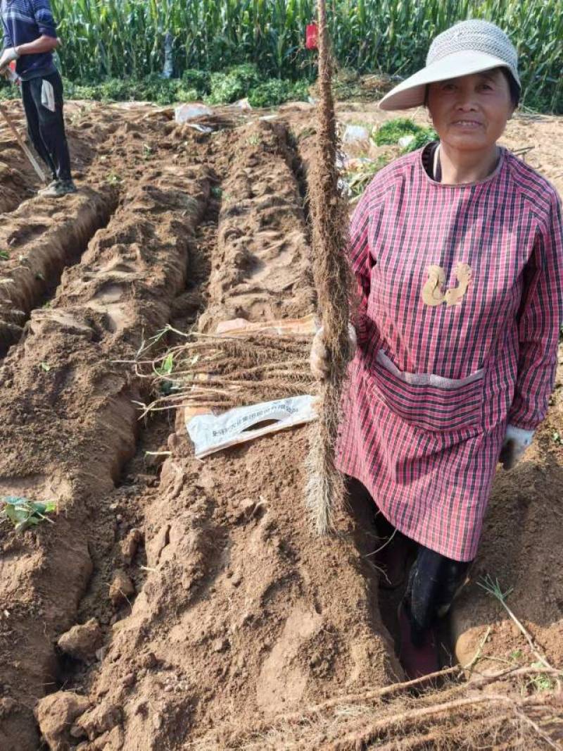 【推荐】河南焦作铁棍山药产地直供适合商超批发市场和电商团购