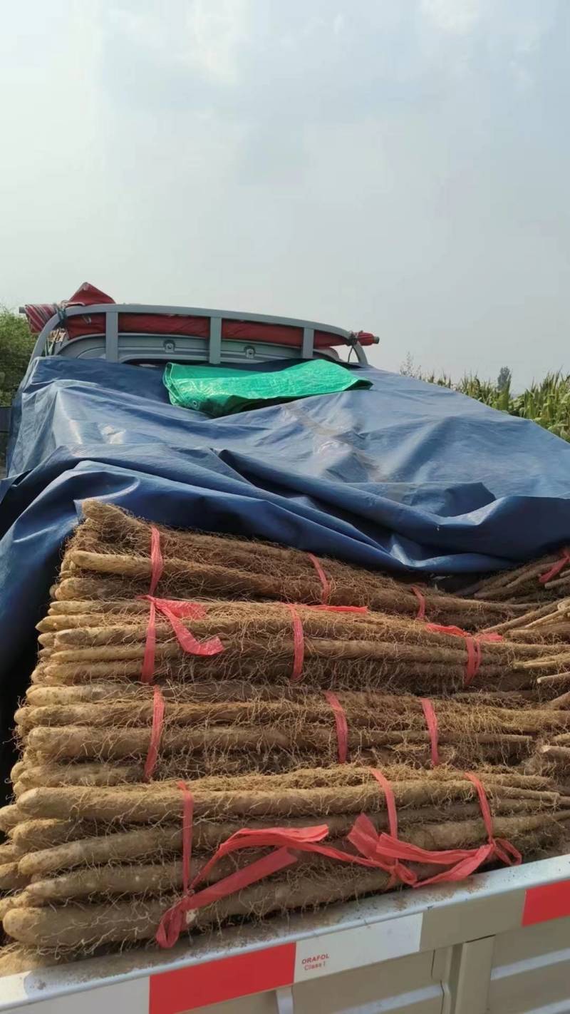 【推荐】河南焦作铁棍山药产地直供适合商超批发市场和电商团购