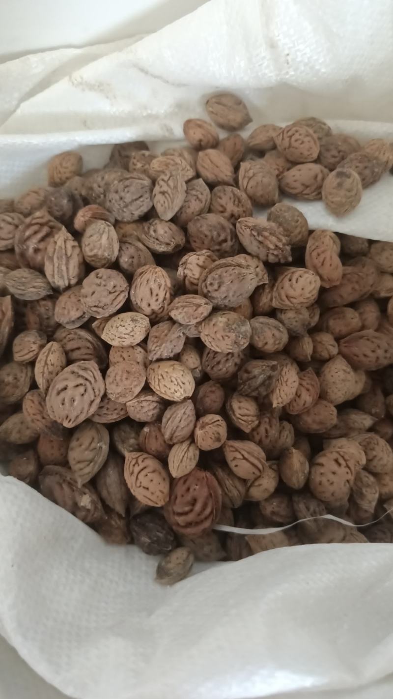 毛桃核