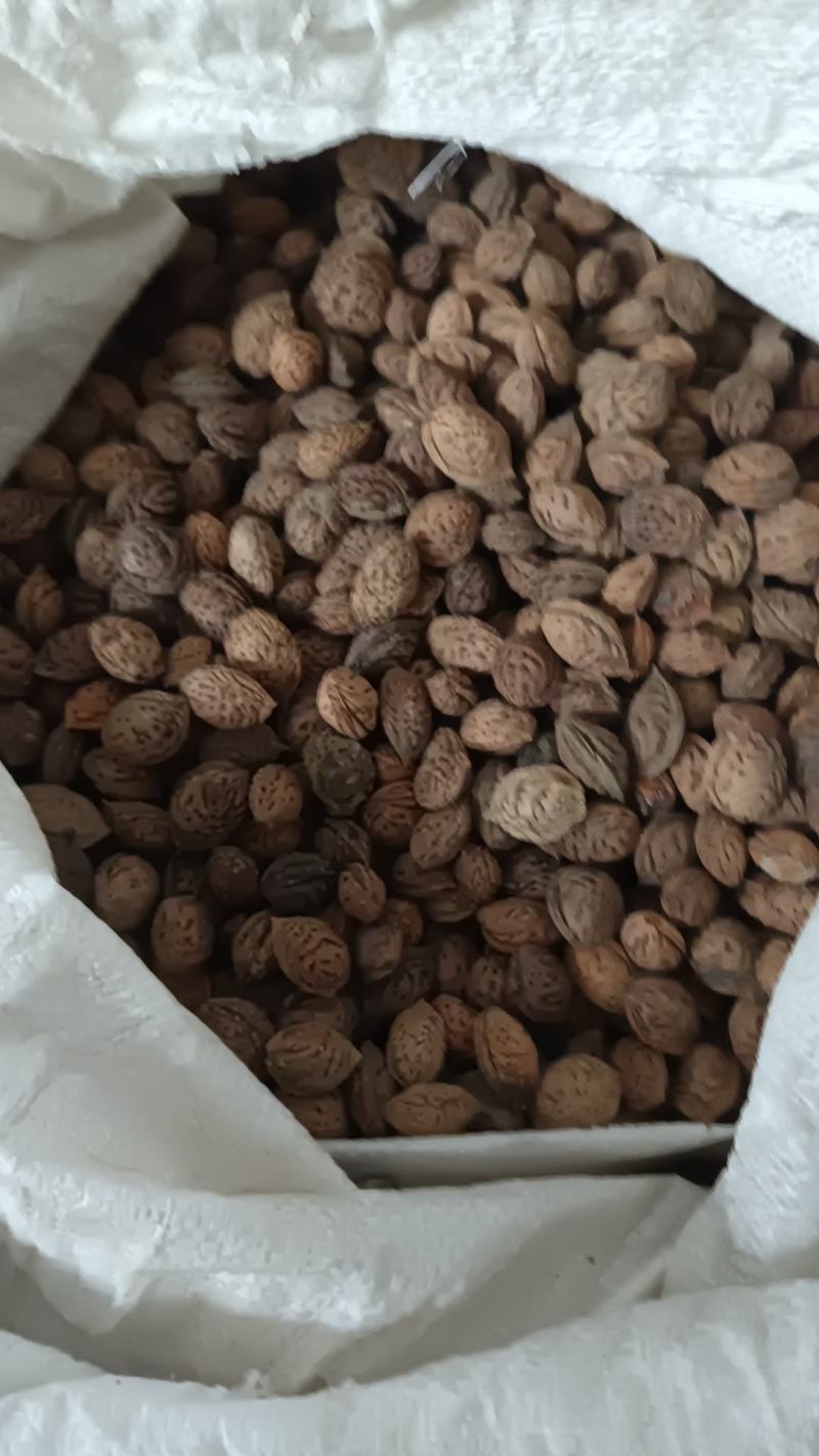毛桃核