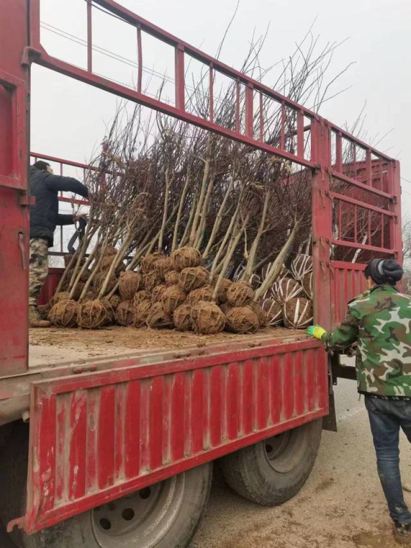 红枫