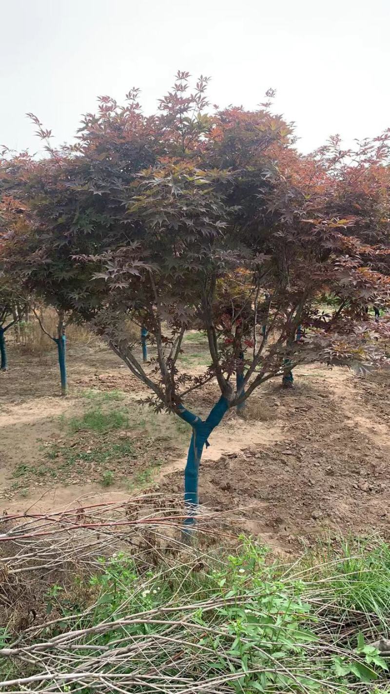 红枫