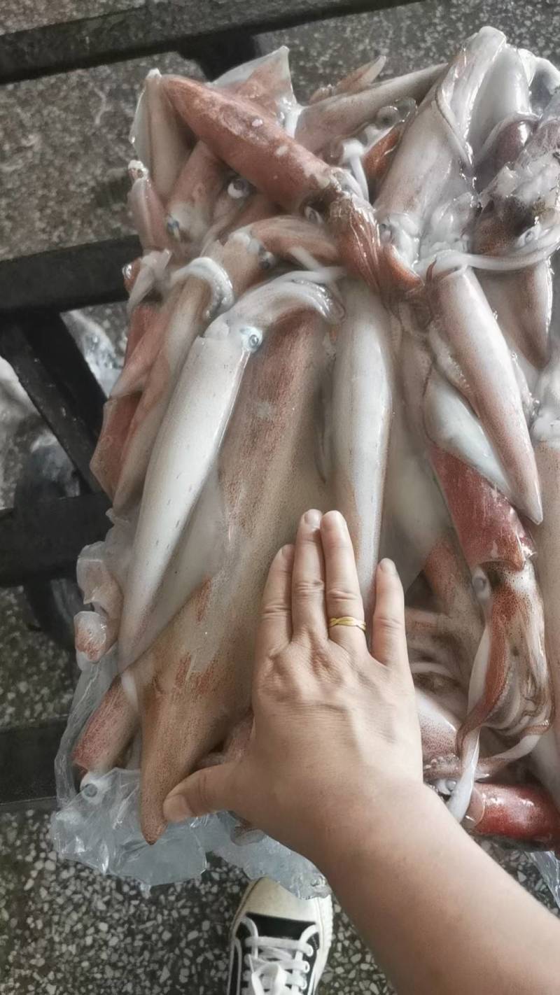 船冻大鱿鱼、不定装灯光船上冻货、特大规格鲜度好
