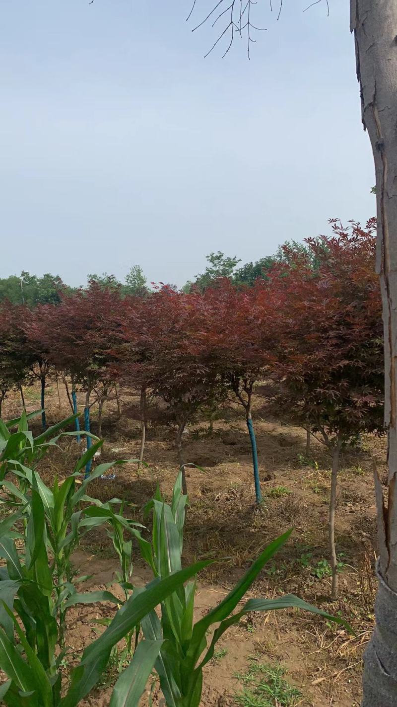 红枫