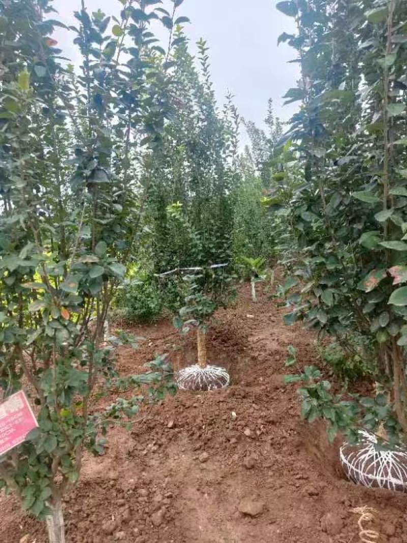 炫丽海棠8~12厘米炫丽海棠树冠高大树型优美