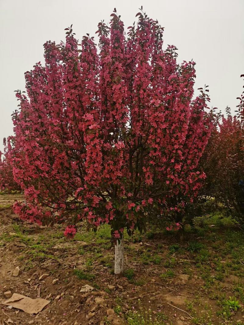炫丽海棠8~12厘米炫丽海棠树冠高大树型优美