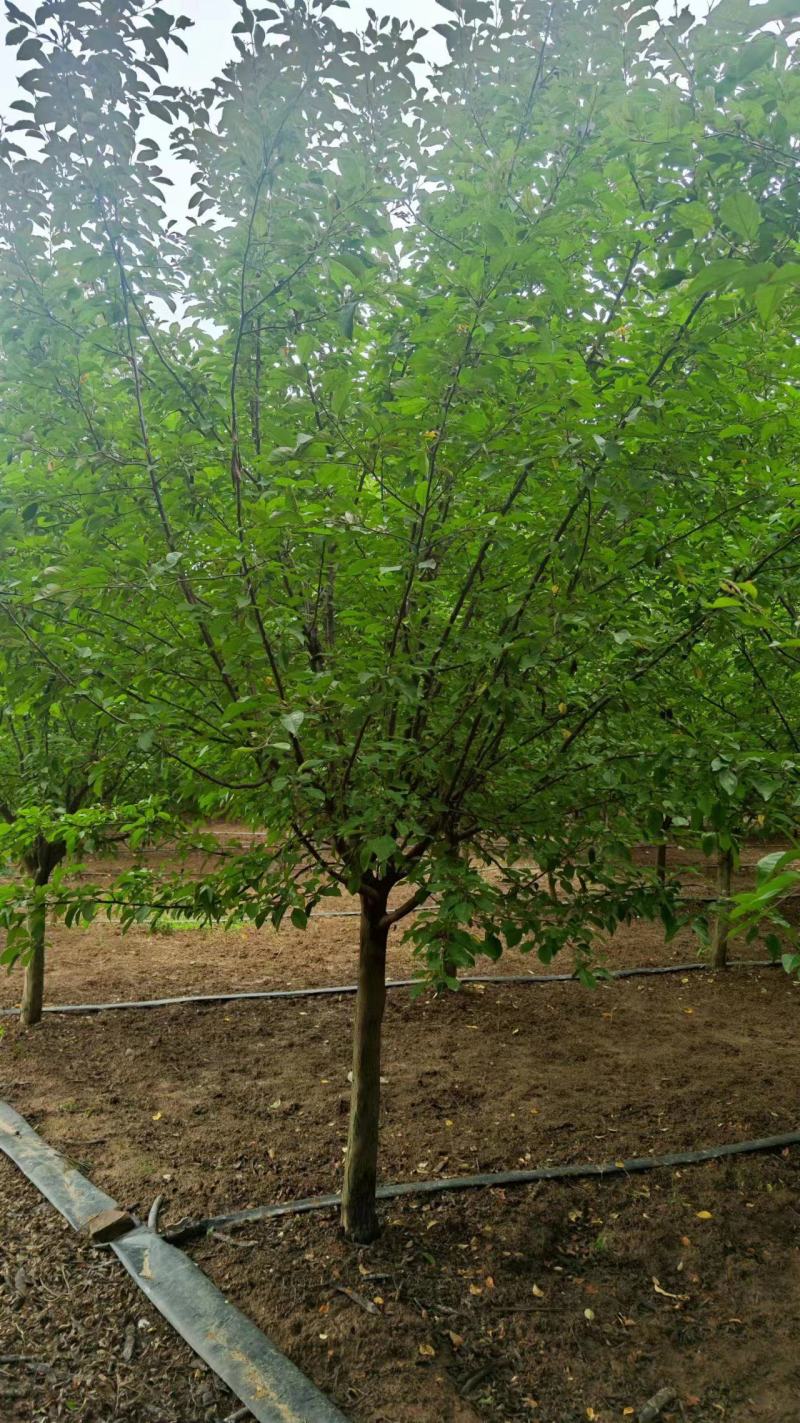 炫丽海棠8~12厘米炫丽海棠树冠高大树型优美