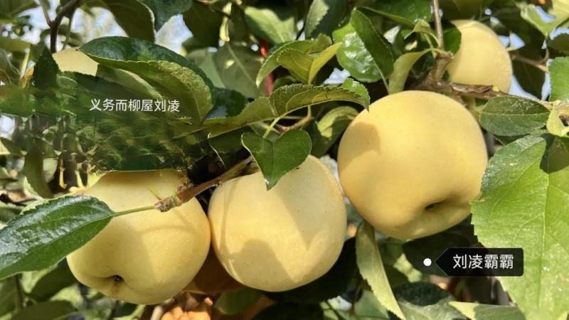 维纳斯黄金黄元帅苹果黄色苹果