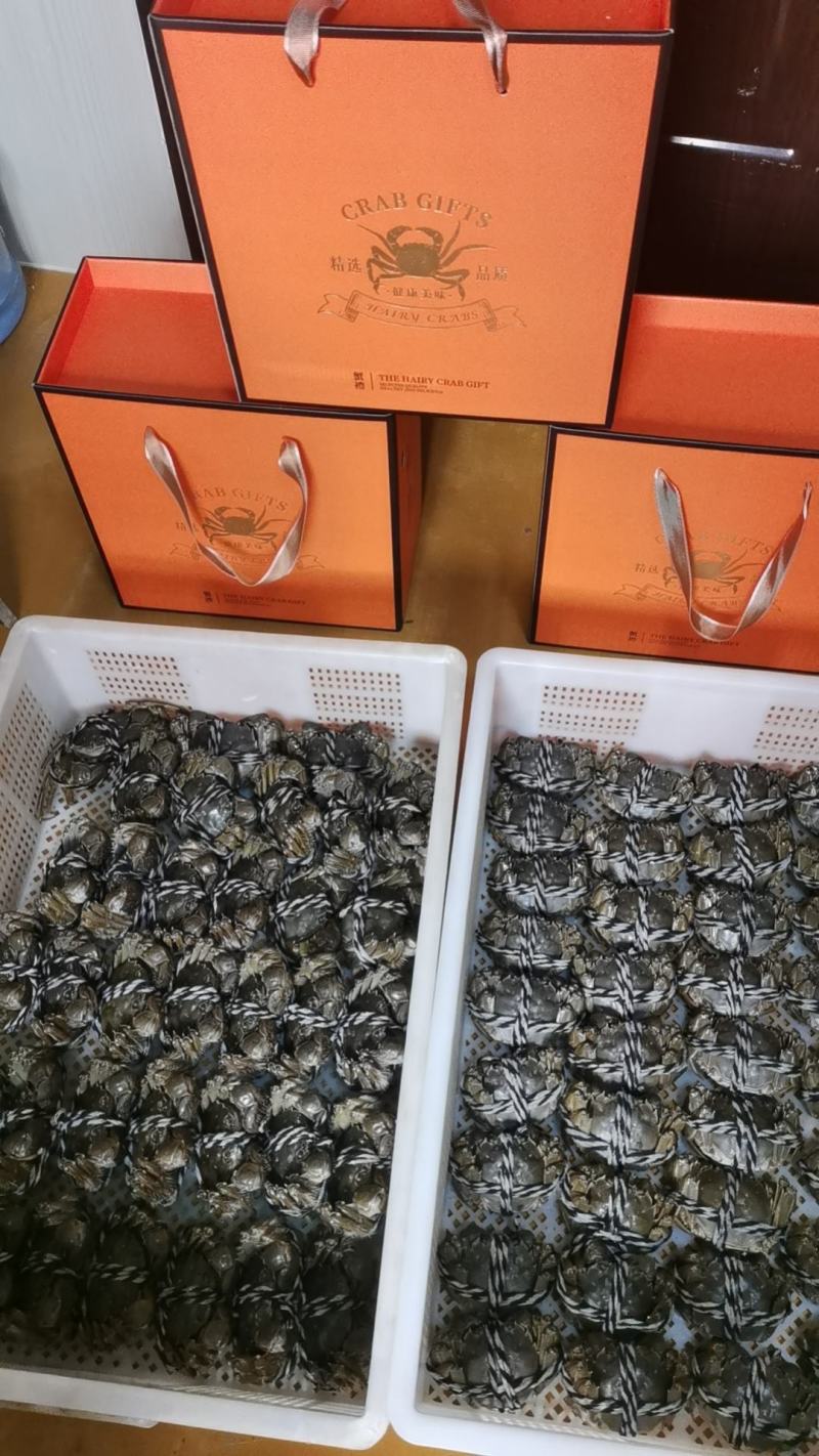 江苏洪泽湖大闸蟹优惠销售中，塘口直供，一手货源！大量现货