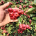甜红子山楂大量供应全国发货自产自销价格优惠