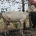 萨能关中奶山羊纯种活羊怀胎母羊头胎二胎三胎4斤8斤12斤奶量