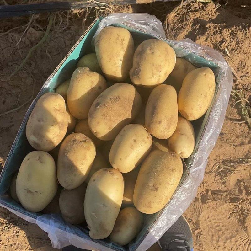 榆林黄心土豆纯沙地优质货品质量保证，大量供应
