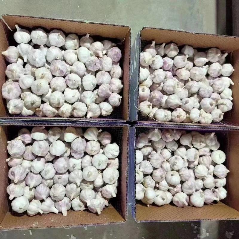 大蒜紫皮大蒜各种规格质量保证全国发货